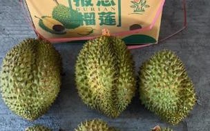 干尧榴莲和金枕头榴莲哪种好 金枕和干尧哪一个好吃
